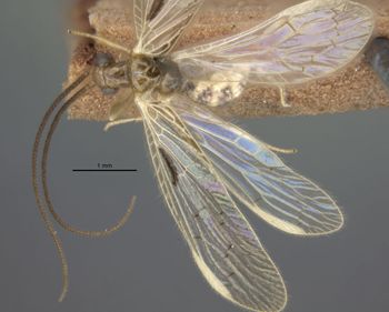 Media type: image;   Entomology 11934 Aspect: habitus dorsal view